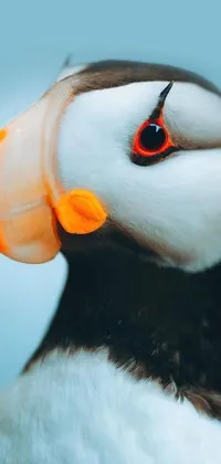 This phone live wallpaper showcases the beautiful and vibrant close-up of a bird with an orange beak