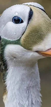 This phone live wallpaper showcases a stunning depiction of a duck with water droplets on its head, surrounded by a serene lake with beautiful lily pads