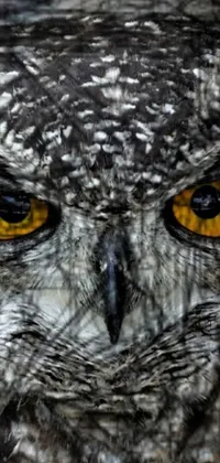 This phone live wallpaper features a photorealistic image of an owl