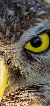 Enhance your phone's look with this stunning live wallpaper featuring a photorealistic, close-up image of a bird with yellow eyes