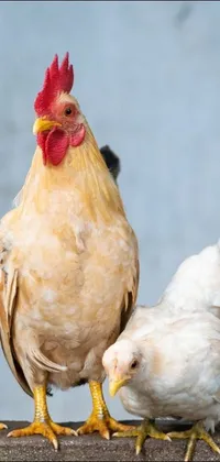 This phone live wallpaper features a close-up image of a group of chickens standing on a gray background
