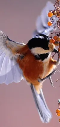 This live wallpaper features a striking macro photograph of a bird perched on a branch with berries