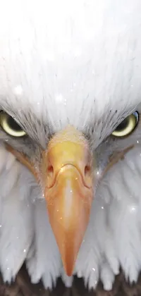 This phone live wallpaper showcases a highly detailed, 3-dimensional close up of a bald eagle's angry anime face