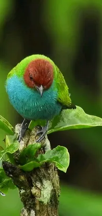 This phone live wallpaper features a colorful bird perched on a tree branch against a turquoise background