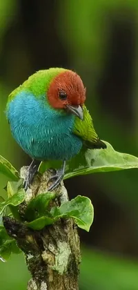 This mesmerizing live wallpaper features a picturesque scene of a colorful bird perched atop a tree branch