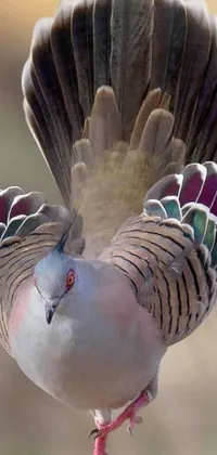 This live phone wallpaper showcases an exquisite close-up of a multi-colored dove with outstretched wings against the smooth shank of a tree