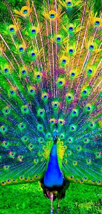 This phone live wallpaper captures a stunning and vivid peacock, perched atop a lush green field, creating a refreshing and picturesque oasis for your screen