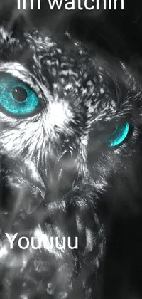 Bird Organism Owl Live Wallpaper