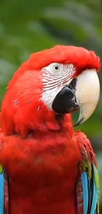 Looking for a lively and colorful live wallpaper for your phone? Check out this vibrant piece featuring a portrait of a red parrot perched on a tree branch