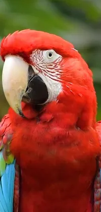 This phone live wallpaper displays a stunning portrait of a red parrot resting on a branch