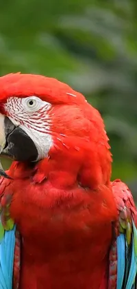 This stunning live wallpaper features a vibrant red parrot perched on a tree branch