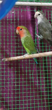 This live wallpaper features a charming image of two pet birds sitting in a cage, with green heads and red wings