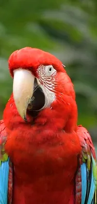 This live wallpaper for your phone showcases a stunning and vibrant red parrot that is perched on a tree branch in a portrait style