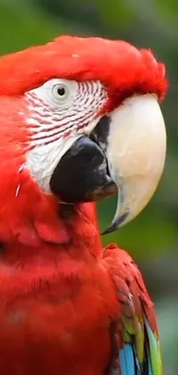 Looking for a stunning live wallpaper for your phone that will add a touch of exotic beauty to your screen? Check out this amazing video still of a red parrot sitting on top of a tree branch