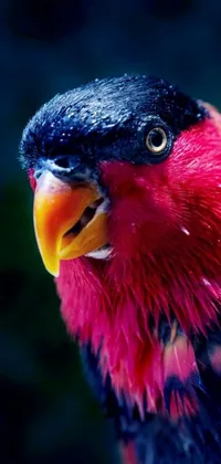 This phone live wallpaper showcases a colorful bird perched on a lush green field, with a pink and red color scheme that adds vibrancy to the image