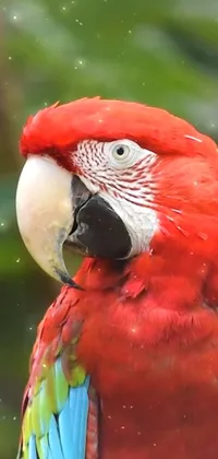 This phone live wallpaper features a stunning red parrot perched on a tree branch