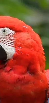 This live wallpaper showcases a striking image of a red parrot perched on a tree branch against a lush backdrop of greenery and red and green leaves