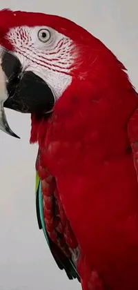 Looking for a stunning live wallpaper for your phone? Look no further than this vibrant Parrot Live Wallpaper! Featuring an up-close view of a beautiful Parrot with a white background, this wallpaper brings nature's beauty straight to your phone