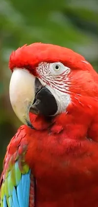 This striking live wallpaper for your smartphone features a close-up of a colorful red parrot perched on a tree branch