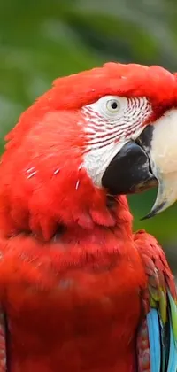 Looking for an eye-catching live wallpaper to decorate your phone screen? Look no further than this stunning image of a red parrot perched on a tree branch against a beautiful jungle backdrop