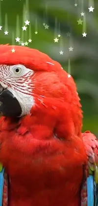 This phone live wallpaper features a stunning image of a beautiful red parrot perched on a rustic branch, with sparkling particles floating in the air