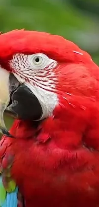 This stunning phone live wallpaper showcases a vibrant red parrot resting atop a realistic tree branch