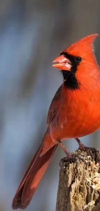 This phone live wallpaper features a lifelike image of a red bird perched on a tree stump
