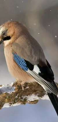 Bird Organism Wildlife Live Wallpaper