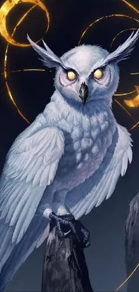 Bird Owl Art Live Wallpaper