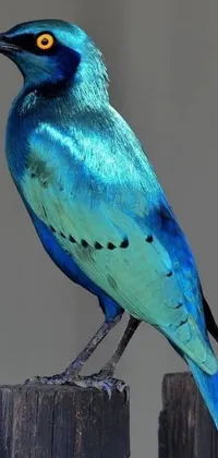 Bird Painting Blue Live Wallpaper