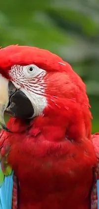 This phone live wallpaper showcases a stunning red parrot perched on a tree branch in a vibrant portrait style