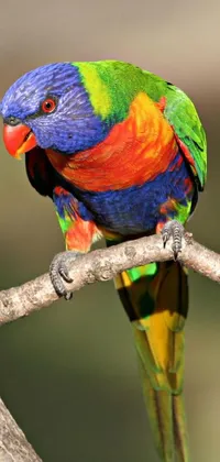 Bird Parrot Beak Live Wallpaper