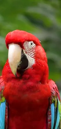 This captivating phone live wallpaper features a striking red parrot sitting gracefully on a tree branch