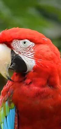 Enjoy the beauty of nature with this incredible phone live wallpaper! Featuring a striking red parrot perched on a branch, the portrait-style close-up shot showcases the bird's vibrant colors of red and green that will mesmerize you