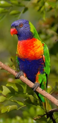 Bird Parrot Beak Live Wallpaper