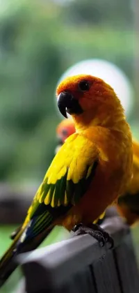 This stunning live wallpaper features a vibrant yellow bird perched atop a wooden fence