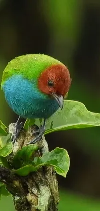 This live wallpaper showcases a Peruvian-inspired bird sitting atop a colorful tree branch