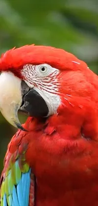 This stunning live wallpaper depicts a close-up shot of a red parrot perched on a tree branch