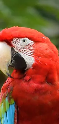 This live wallpaper showcases a portrait-style close-up of a red parrot wearing a vibrant red attire perched atop a green tree branch