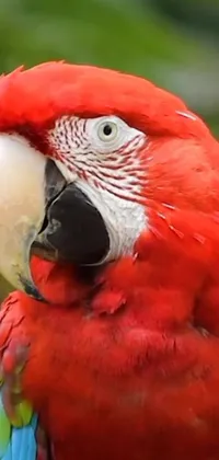 This striking phone live wallpaper showcases a charming red parrot perched on a tree branch, photographed up close to capture every vivid detail