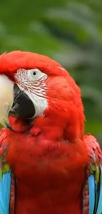 This phone live wallpaper showcases a red parrot perched on a tree branch in a stunning portrait style view