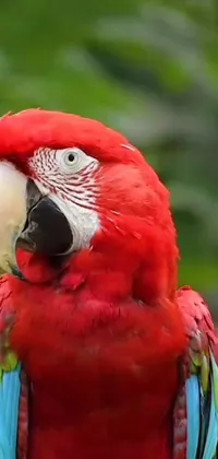 This phone live wallpaper features a stunning red parrot perched on a tree branch against a Renaissance-inspired background