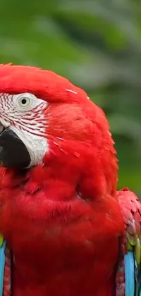 This phone wallpaper features a stunning red parrot sitting on a tree branch
