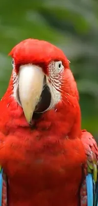 This live phone wallpaper features a vibrant red parrot sitting on a tree branch in the Amazonian forest