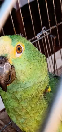 This live wallpaper showcases a vibrant parrot in a green-hued cage as its centerpiece