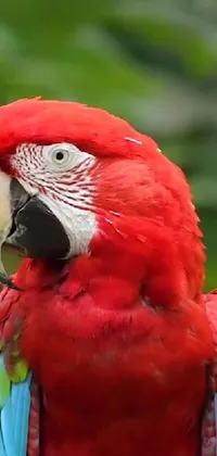 Add a touch of vibrancy to your phone's homescreen with this Red Parrot portrait live wallpaper