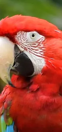 This stunning phone live wallpaper showcases an exquisite red parrot perched on a tree branch in a portrait format