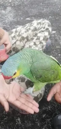 Enjoy a stunning live wallpaper featuring a cheerful green parrot sitting atop your hand, holding maracas and enjoying a tasty snack