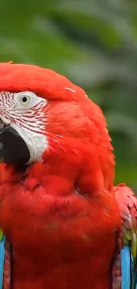 This live wallpaper showcases a beautiful portrait of a red parrot sitting on a tree branch against a lush green Amazonian background