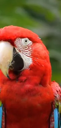 This phone live wallpaper showcases a vibrant red parrot sitting atop a tree branch against a lush Amazon rainforest backdrop in 480p resolution